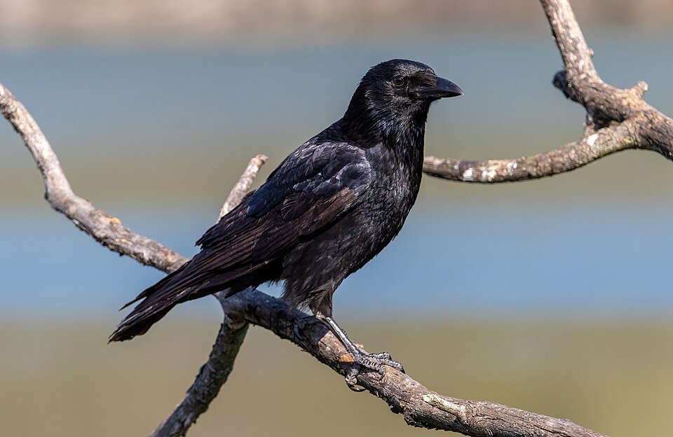 Carrion Crow
