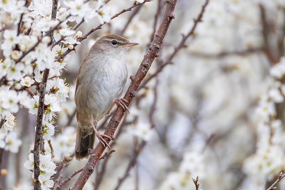 Cetti's Warbler