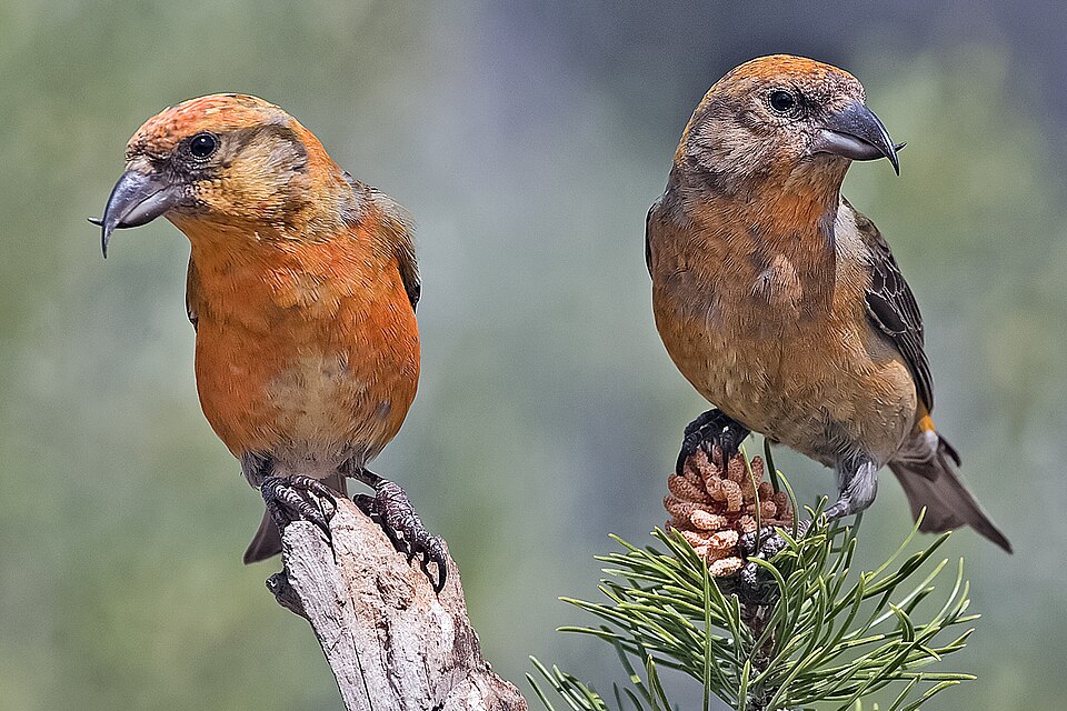 Crossbill
