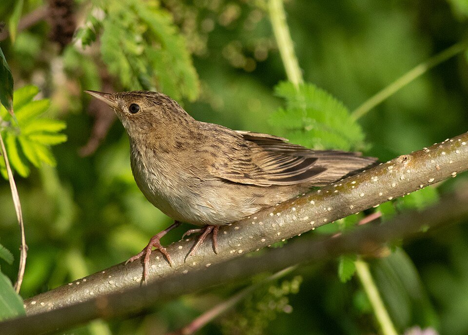Grasshopper Warbler