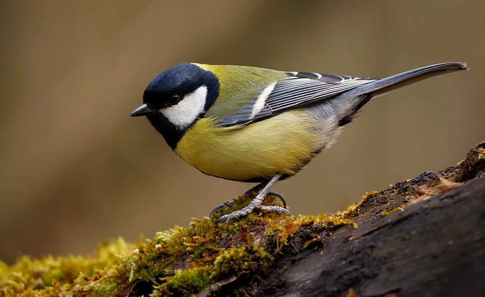 Great Tit