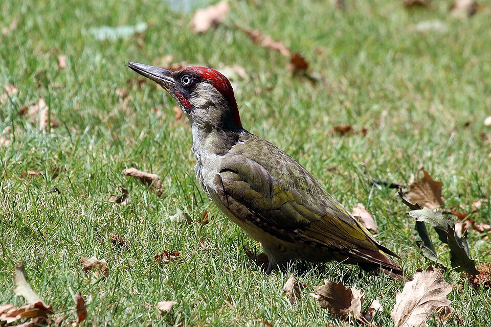 Green Woodpecker