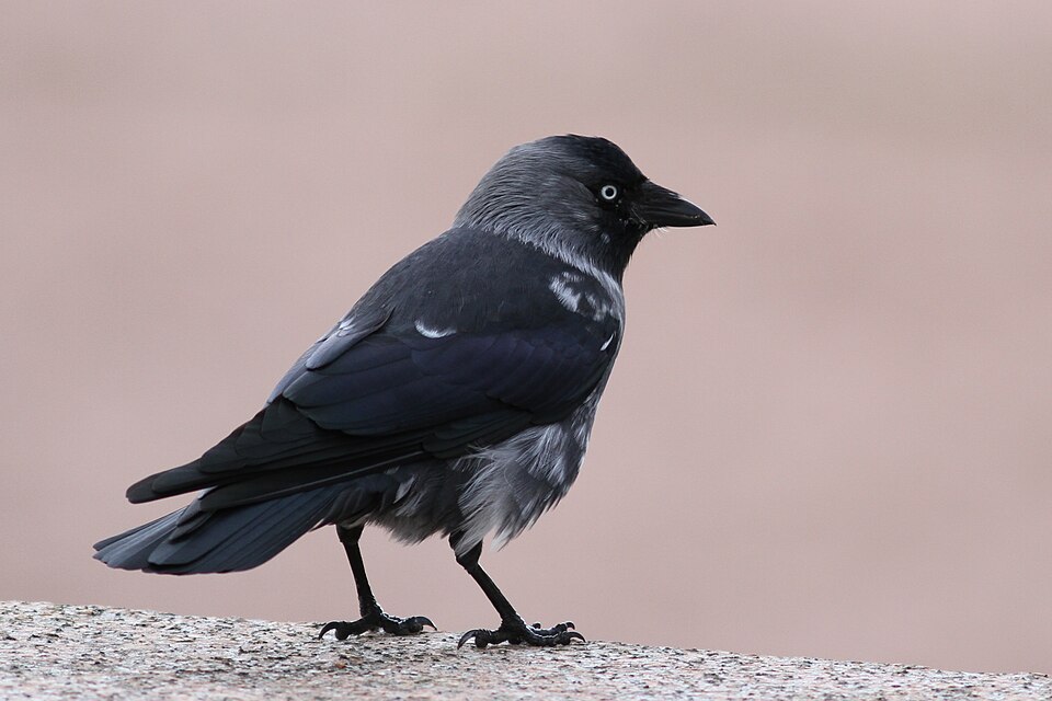 Jackdaw
