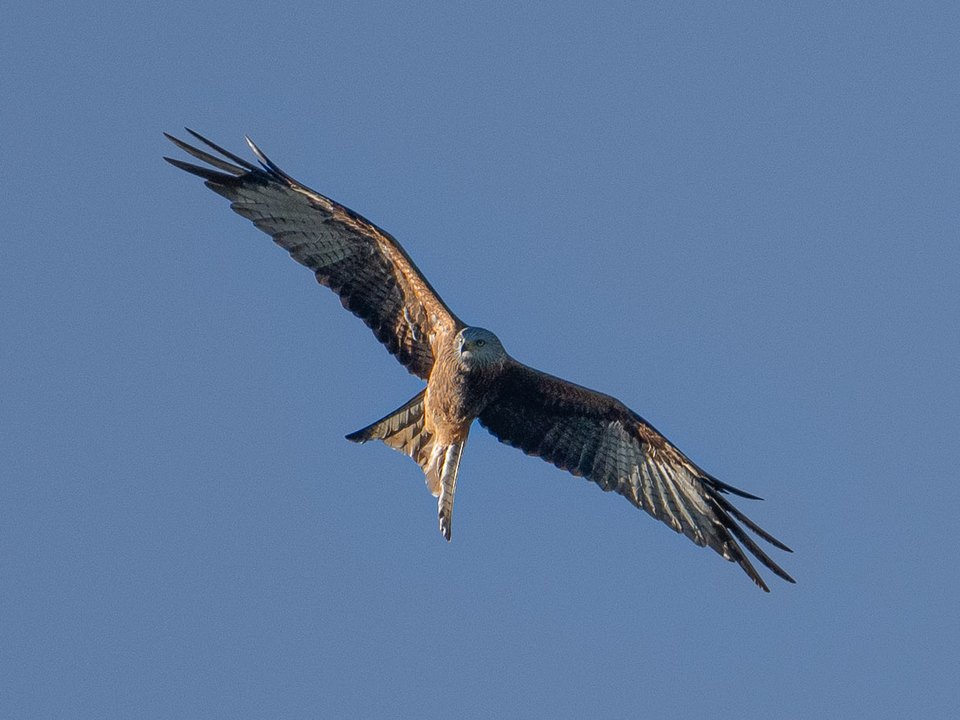 Red Kite