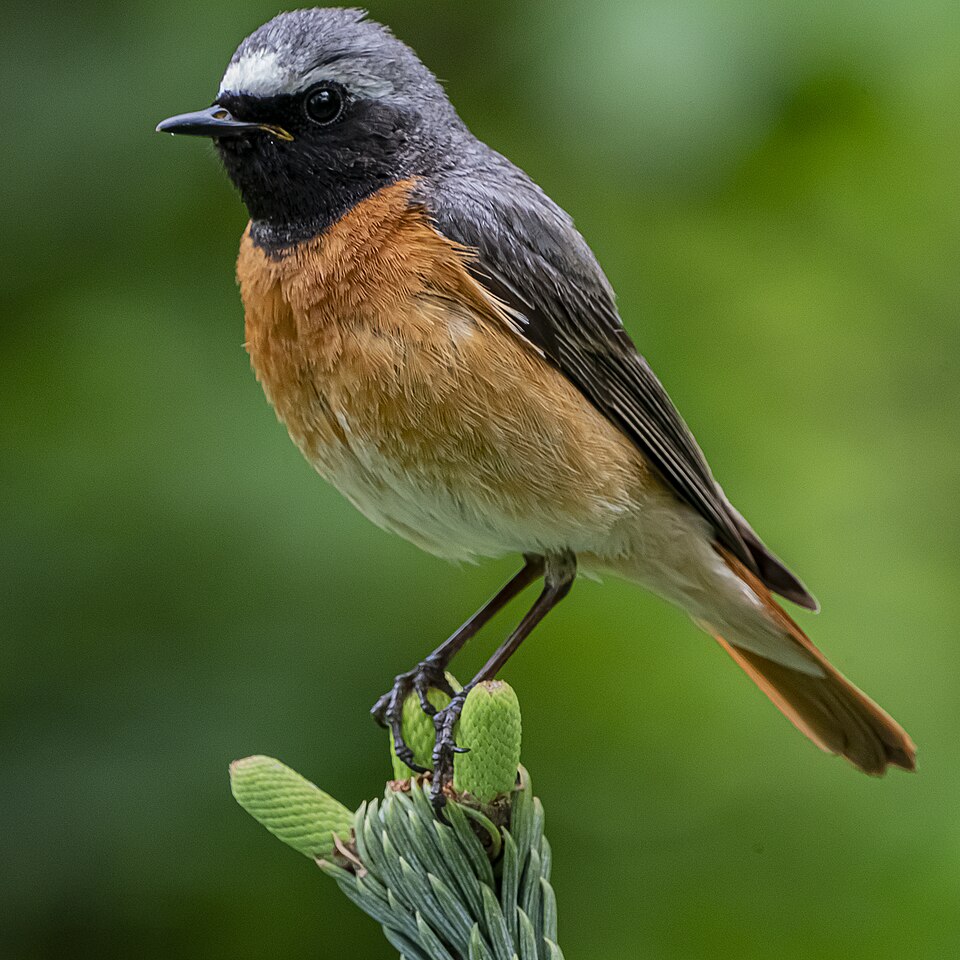 Redstart