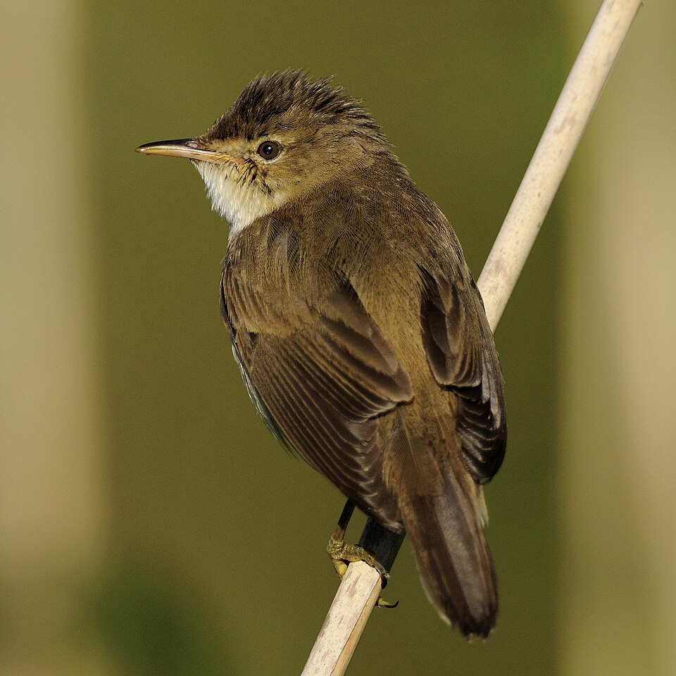 Reed Warbler