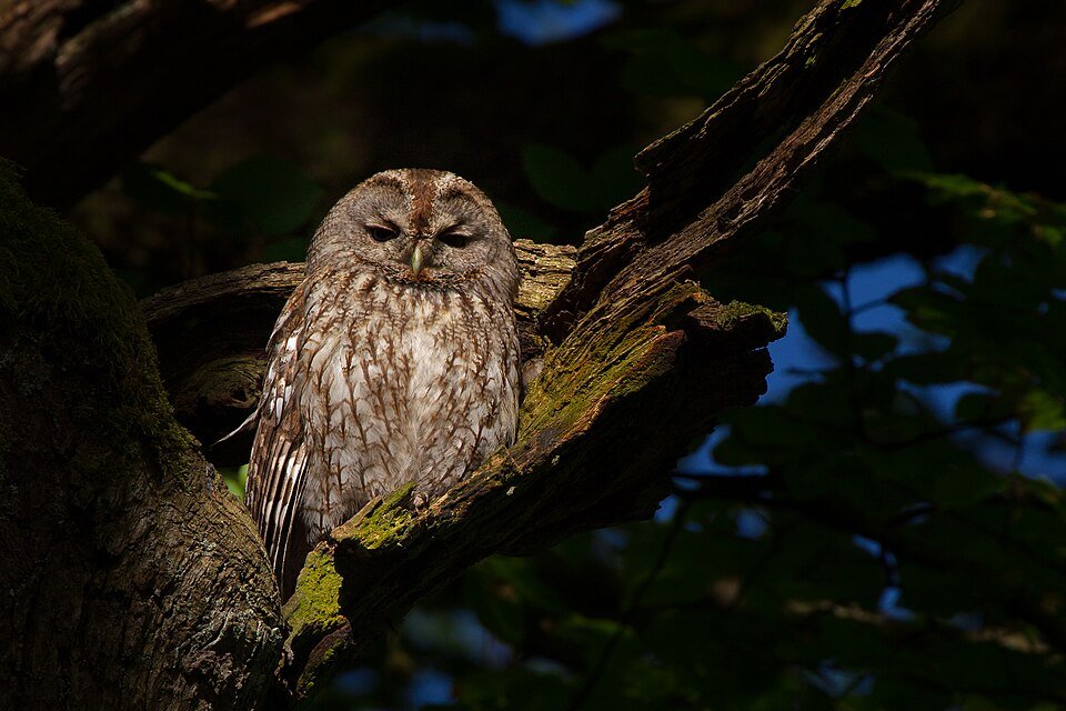Tawny Owl