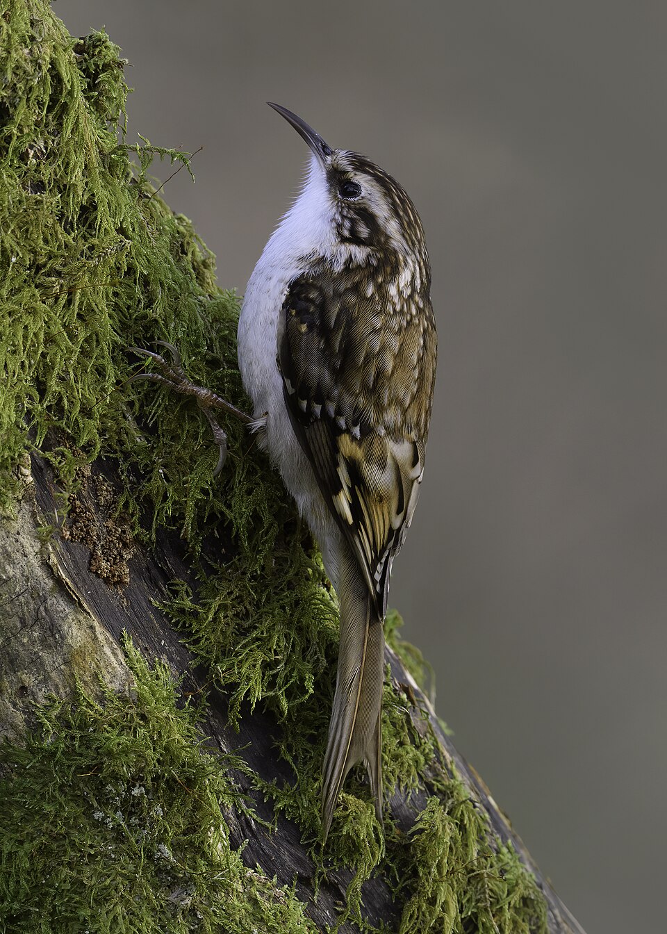 Treecreeper
