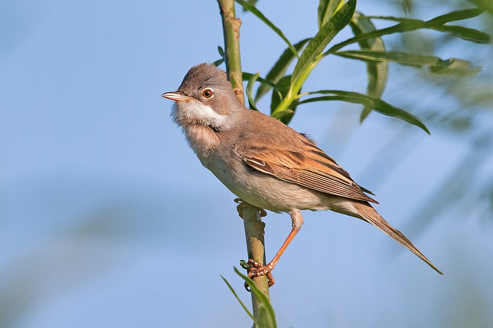 Whitethroat