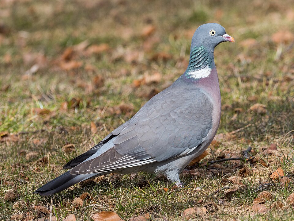 Wood Pigeon